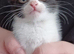 Kitten called clover will take some offers