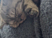 Stunning & Unique Kittens for Sale