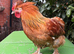 Pilkie Cockerel looking for new pastures