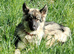 Stunning Shepsky for Rehoming