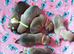 Staff puppies
