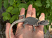 Baby bearded dragons WOW!