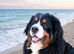 DUE THIS WEEK WAITING LIST OPEN ULTRA BERNEDOODLES