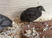Button Quail