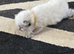 Ragdoll seal point kittens born 19/07/26