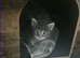 Pure Bred Maine Coon Kittens