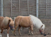 31&rdquo; mini Shetland mare