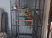 Parrot cage