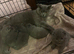 British shorthair kittens