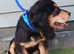 Cocker spaniel