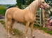 15&rsquo;2 Palomino PBA