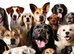 dog trainer available
