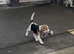 Beautiful beagle puppies for sale