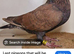 Bronze racing pigeons