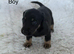 Dachshund x jack Russel puppies
