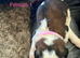 Beautiful KC registered show quality Puppies