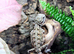 Rankins Dragons at Birmingham Reptiles
