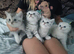 Kittens