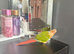 Tame pineapple conure