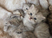 Persian kittens 1 silver girl , 3 silver boys, 2 golden boys