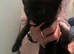 Kittens for sale