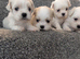 Beautiful malshi puppys