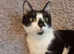 Tuxedo x tabby kittens