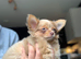 Chihuahua puppies for sale