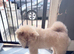 Chow chow