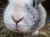 Male rabbit marble colour