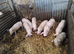 Weaners for sale