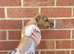 Traditional Jack Russell