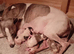 Whippet puppy's