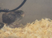 Chinese button quail unsexed