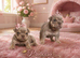 Pedigree English bulldog puppies