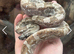 Young boa forsale
