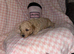 Poochon puppies