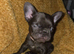 French bulldog dog puppies