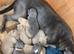 8 cane corso puppies for sale 5 bitches 3 dogs