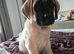 Beautiful mastiff female