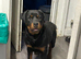 Female Rottweiler pup