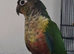 Conure baby