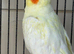 Pair of cockatiels