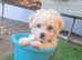 Bichon frise
