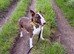 willow 4yr old bull terrier