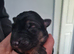 German shepherd puppies