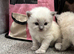 Pure ragdoll kittens