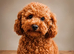 Beautiful well behave toy poodle