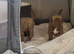 English Corso Dogge