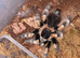Adult Female B Hamorii
